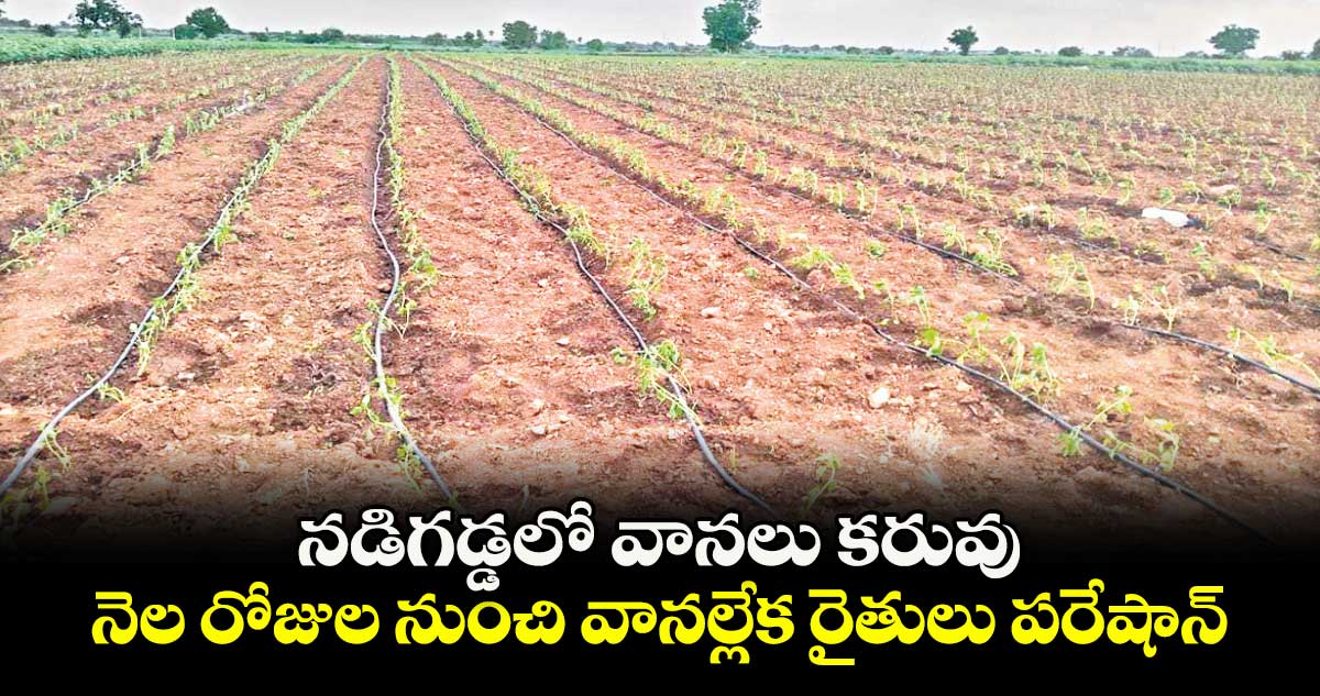 నడిగడ్డలో వానలు కరువు .. నెల రోజుల నుంచి వానల్లేక రైతులు పరేషాన్
