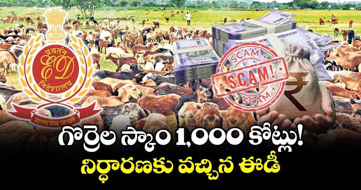గొర్రెల స్కాం 1,000 కోట్లు!  నిర్ధారణకు వచ్చిన ఈడీ