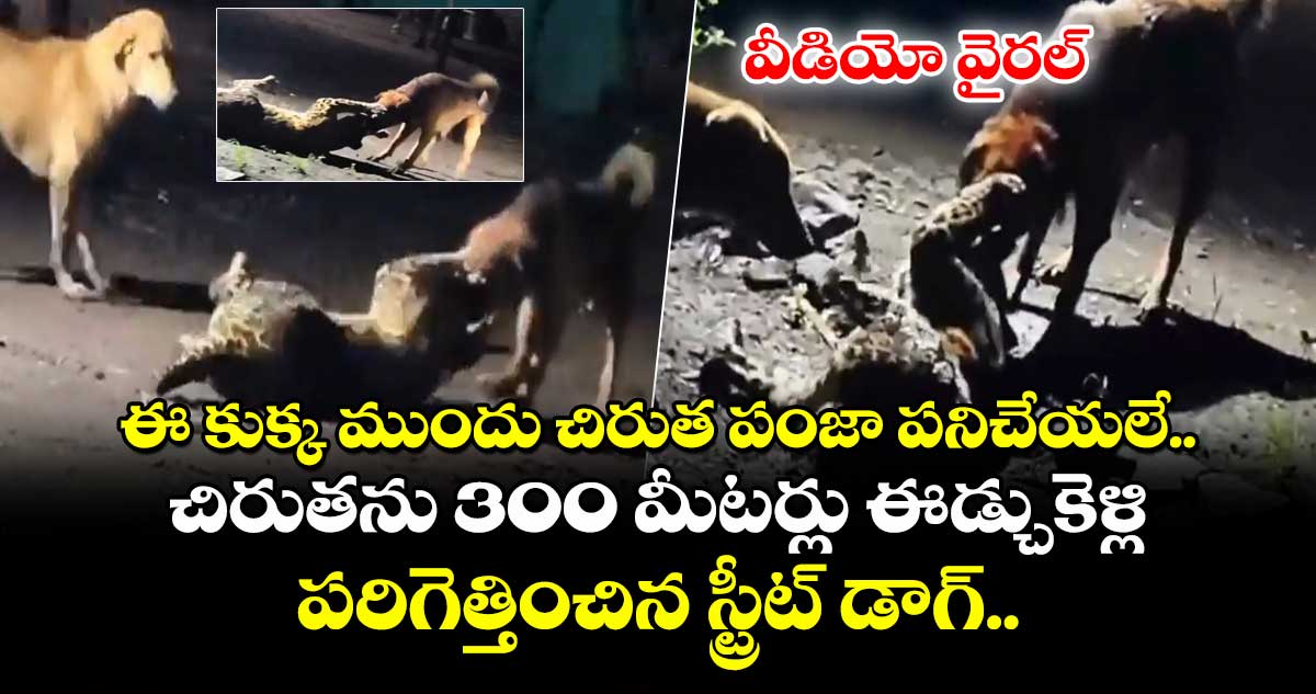 ఈ కుక్క ముందు చిరుత పంజా పనిచేయలే.. చిరుతను 300 మీటర్లు ఈడ్చుకెళ్లి.. పరిగెత్తించిన స్ట్రీట్ డాగ్.. వీడియో వైరల్
