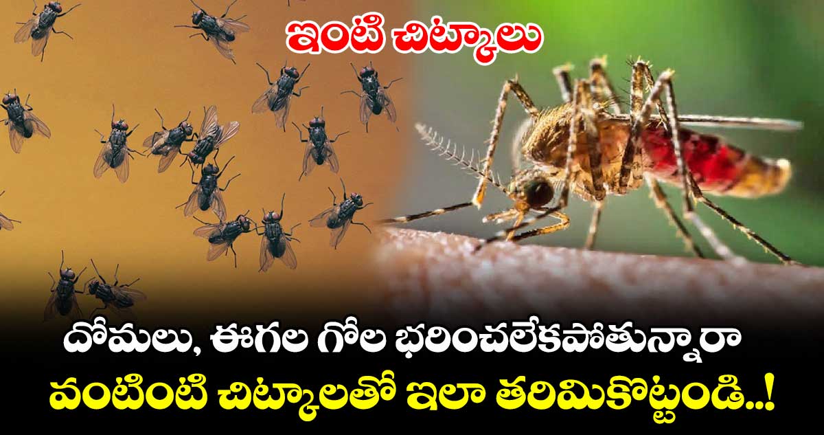 ఇంటి చిట్కాలు : దోమలు, ఈగల గోల భరించలేకపోతున్నారా.. వంటింటి చిట్కాలతో ఇలా తరిమికొట్టండి..!