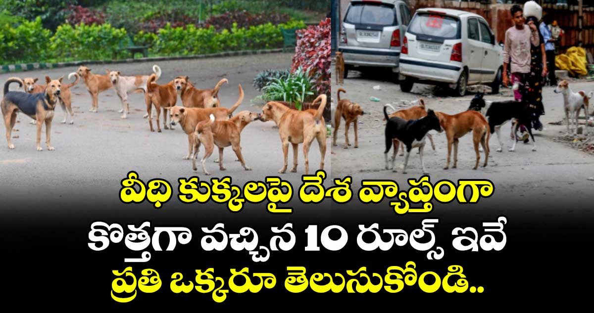 వీధి కుక్కలపై దేశ వ్యాప్తంగా కొత్తగా వచ్చిన 10 రూల్స్ ఇవే : ప్రతి ఒక్కరూ తెలుసుకోండి..