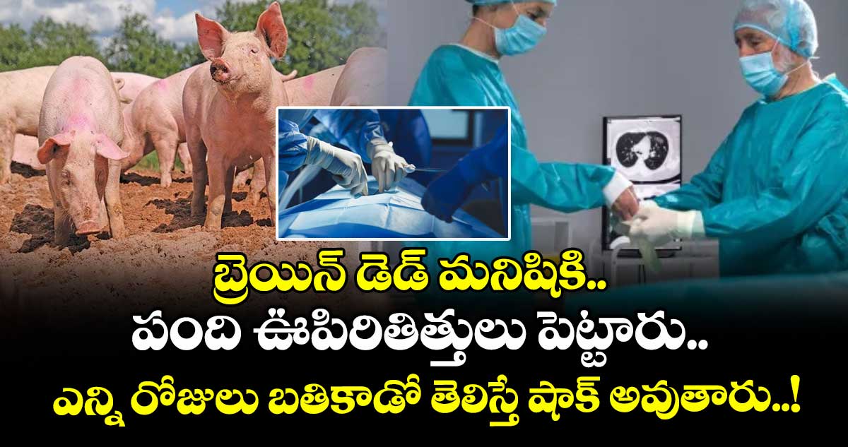 బ్రెయిన్ డెడ్ మనిషికి.. పంది ఊపిరితిత్తులు పెట్టారు.. ఎన్ని రోజులు బతికాడో తెలిస్తే షాక్ అవుతారు..!