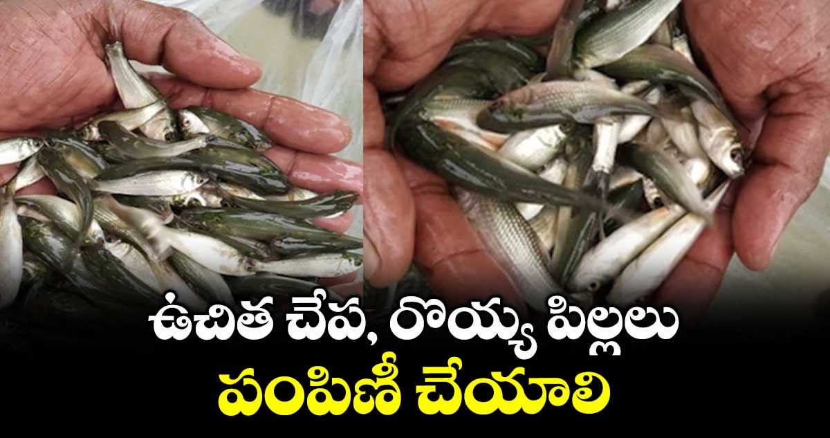 ఉచిత చేప, రొయ్య పిల్లలు పంపిణీ చేయాలి : లెల్లెల్ల బాలకృష్ణ