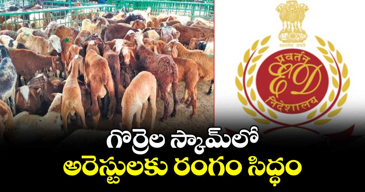 గొర్రెల స్కామ్లో అరెస్టులకు రంగం సిద్ధం