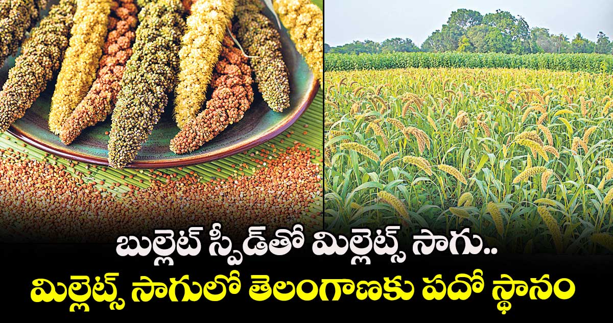 బుల్లెట్ స్పీడ్⁬తో మిల్లెట్స్ సాగు.. మిల్లెట్స్ సాగులో తెలంగాణకు పదో స్థానం