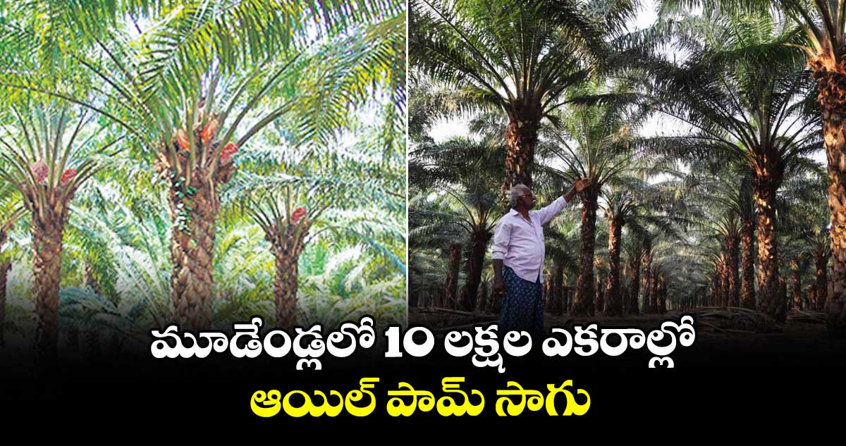మూడేండ్లలో 10 లక్షల ఎకరాల్లో  ఆయిల్ పామ్ సాగు