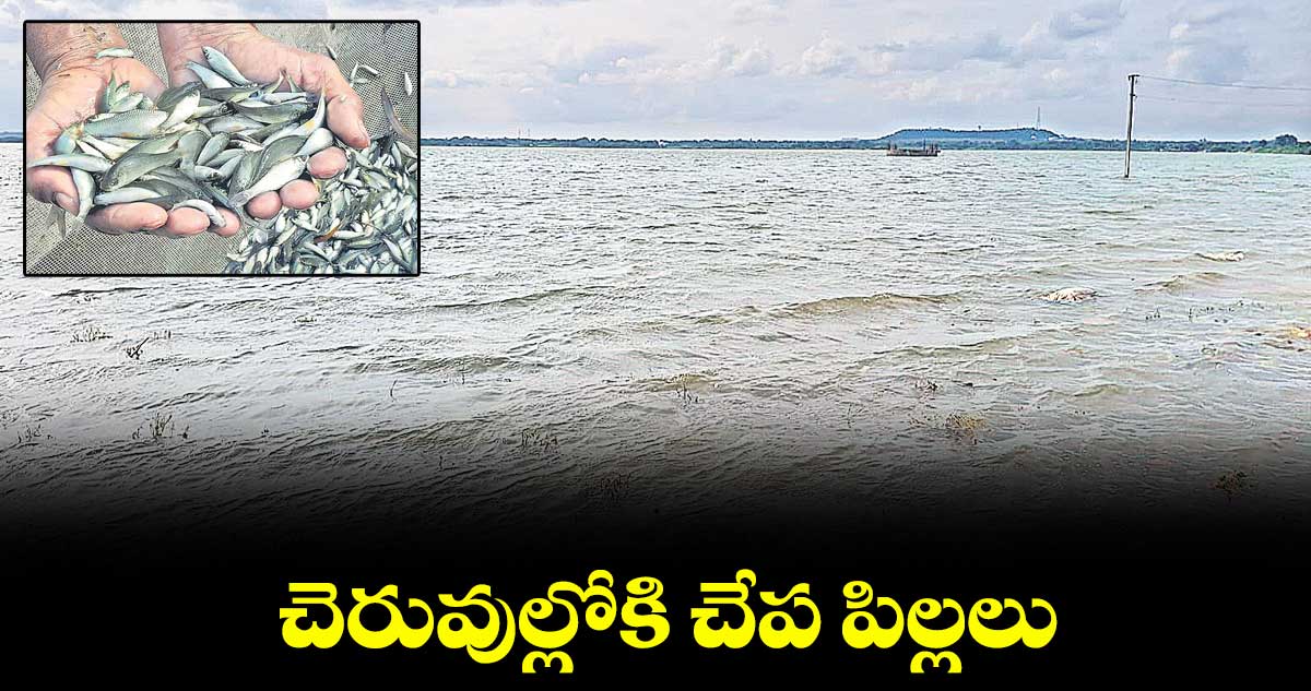 చెరువుల్లోకి చేప పిల్లలు