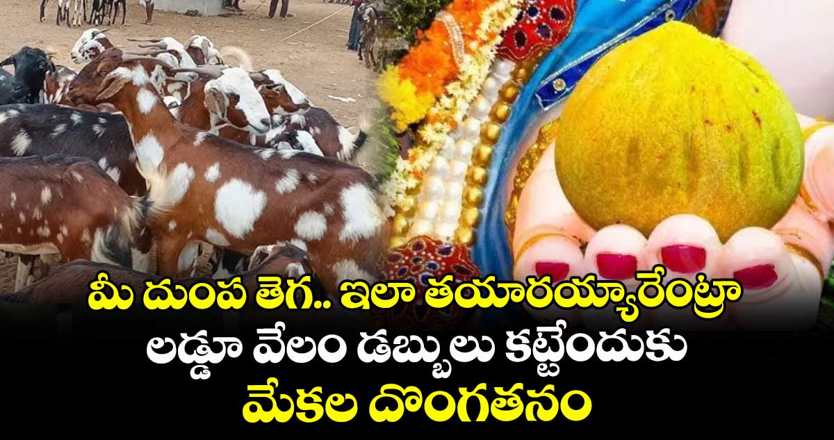 మీ దుంప తెగ.. ఇలా తయారయ్యారేంట్రా: లడ్డూ వేలం డబ్బులు కట్టేందుకు మేకల దొంగతనం