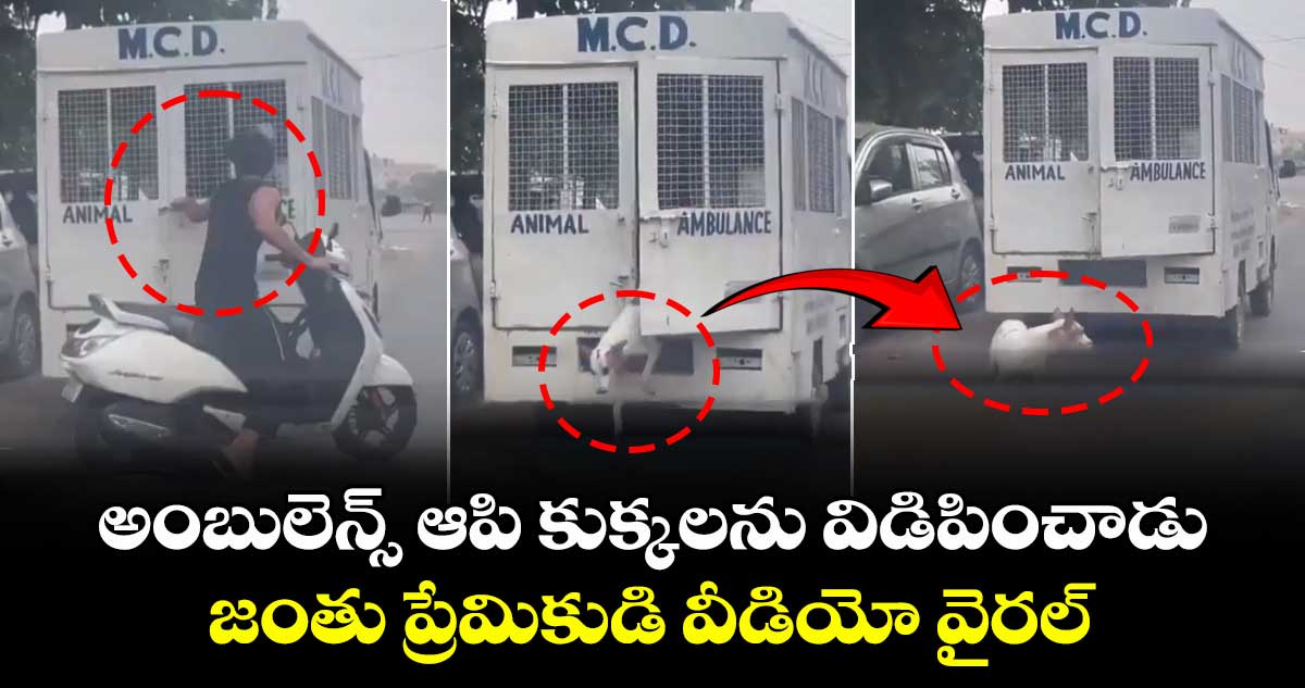 అంబులెన్స్ ఆపి కుక్కలను విడిపించాడు ..జంతు ప్రేమికుడి వీడియో వైరల్