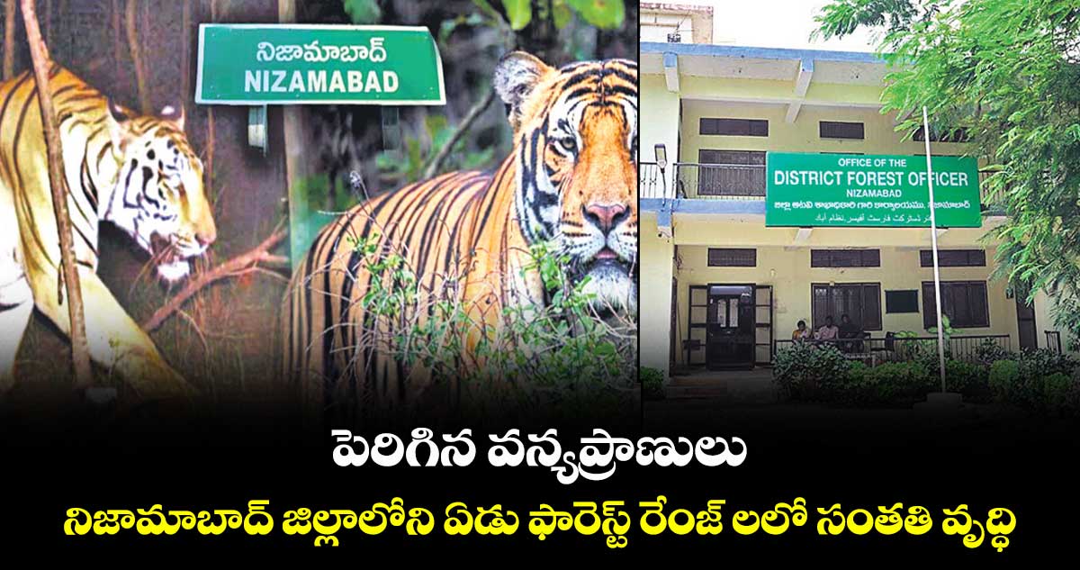పెరిగిన వన్యప్రాణులు..నిజామాబాద్ జిల్లాలోని ఏడు ఫారెస్ట్ రేంజ్ లలో సంతతి వృద్ధి