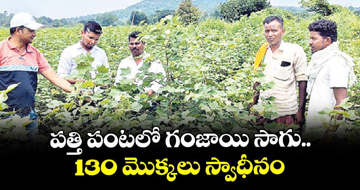 పత్తి పంటలో గంజాయి సాగు.. 130 మొక్కలు స్వాధీనం