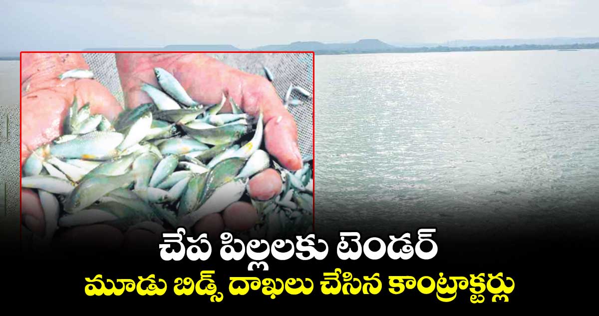 చేప పిల్లలకు టెండర్.. మూడు బిడ్స్ దాఖలు చేసిన కాంట్రాక్టర్లు