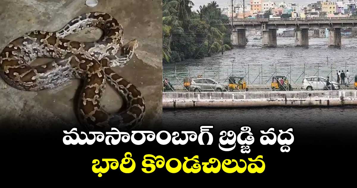 మూసారాంబాగ్ బ్రిడ్జి వద్ద  భారీ కొండచిలువ