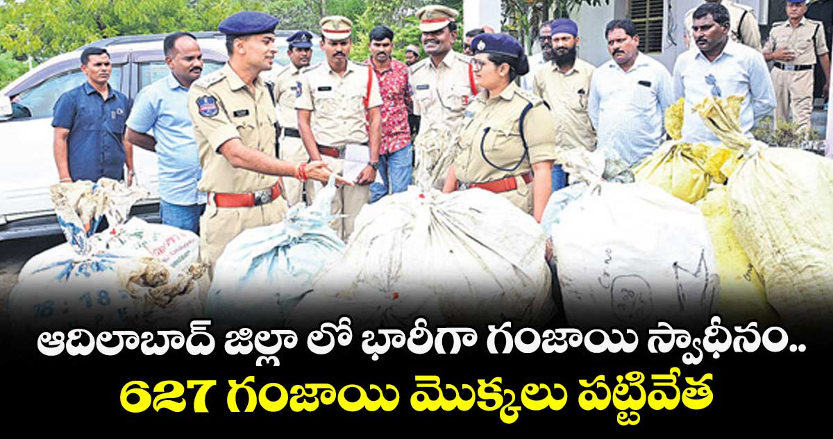 ఆదిలాబాద్ జిల్లా లో భారీగా గంజాయి స్వాధీనం.. 627 గంజాయి మొక్కలు పట్టివేత