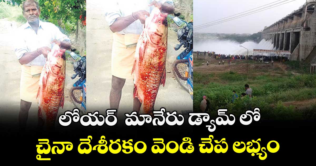 లోయర్ మానేరు డ్యామ్ లో... చైనా దేశీరకం వెండి చేప లభ్యం
