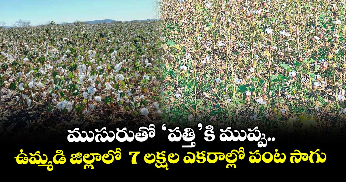 ముసురుతో ‘పత్తి’కి ముప్పు.. ఉమ్మడి జిల్లాలో 7 లక్షల ఎకరాల్లో పంట సాగు
