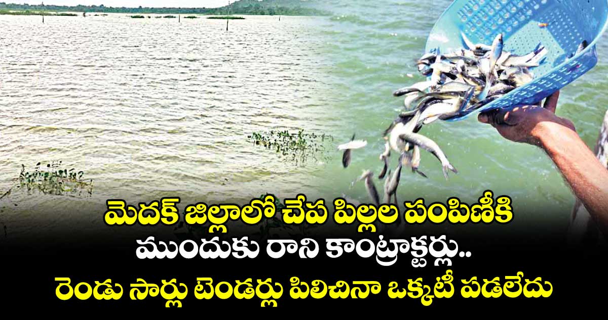 మెదక్ జిల్లాలో చేప పిల్లల పంపిణీకి ముందుకు రాని కాంట్రాక్టర్లు..రెండు సార్లు టెండర్లు పిలిచినా ఒక్కటీ పడలేదు