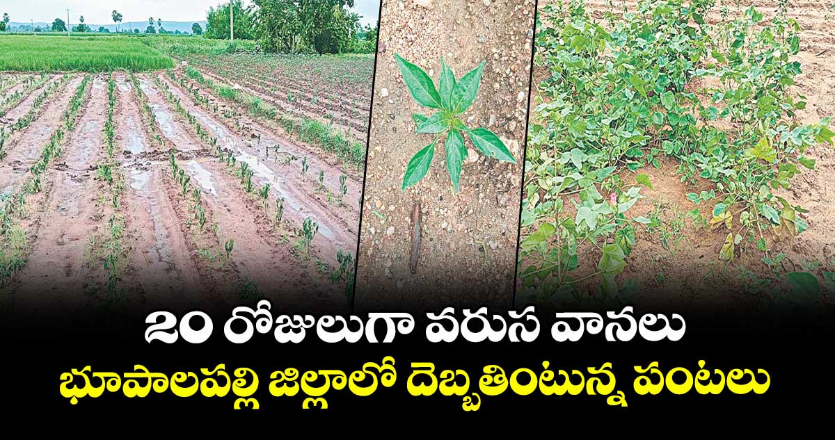 20 రోజులుగా వరుస వానలు.. భూపాలపల్లి జిల్లాలో దెబ్బతింటున్న పంటలు