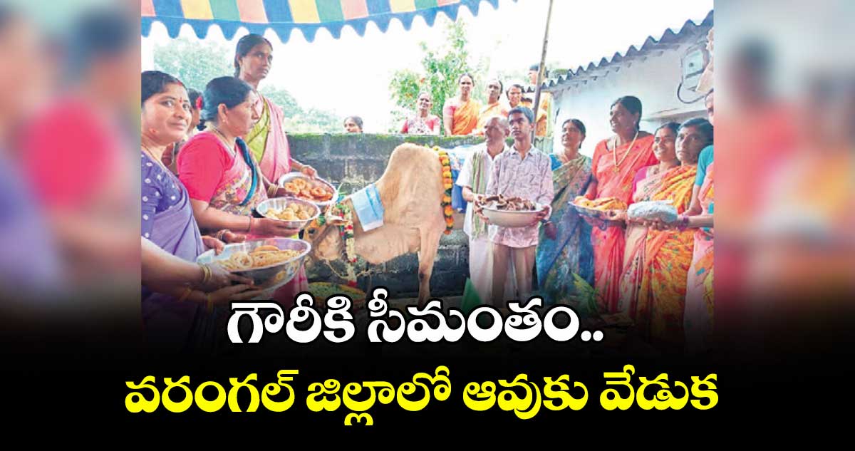 గౌరీకి సీమంతం..వరంగల్ జిల్లాలో ఆవుకు వేడుక 