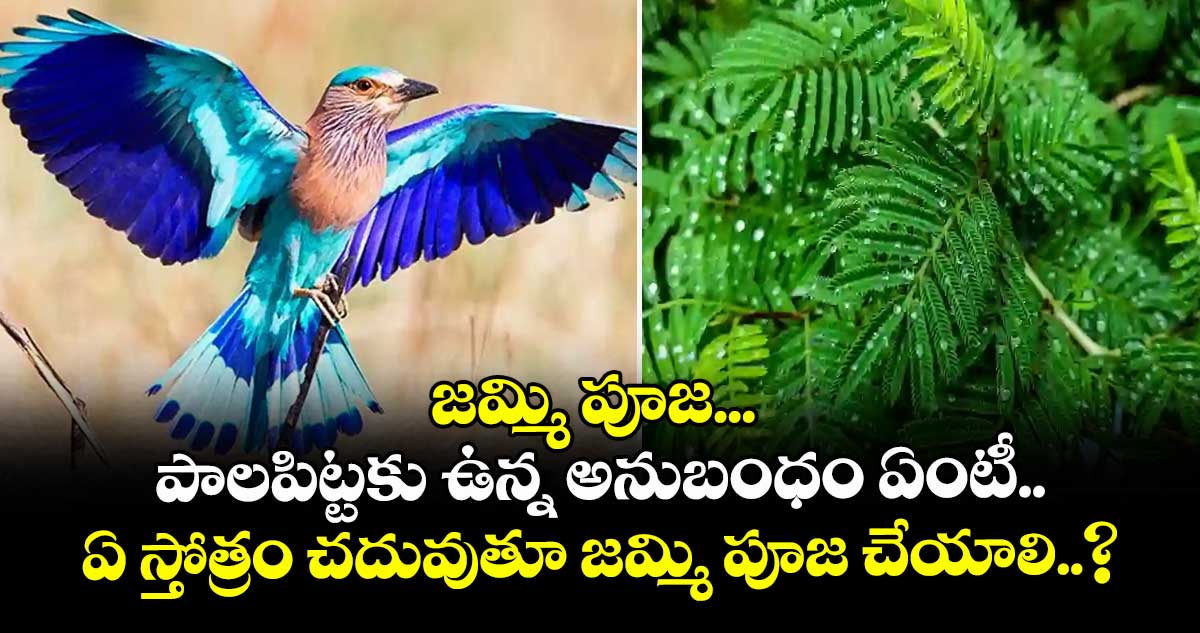 Dasara 2025 : జమ్మి పూజ... పాలపిట్టకు ఉన్న అనుబంధం ఏంటీ.. ఏ స్తోత్రం చదువుతూ జమ్మి పూజ చేయాలి..?