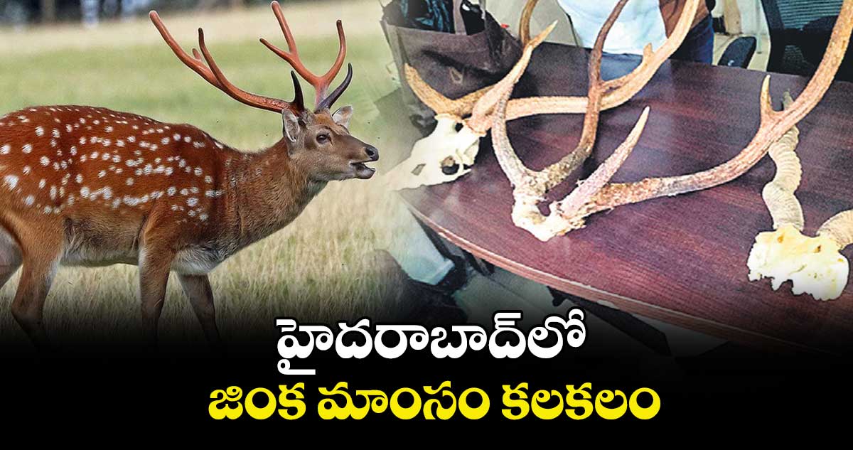 హైదరాబాద్లో జింక మాంసం కలకలం