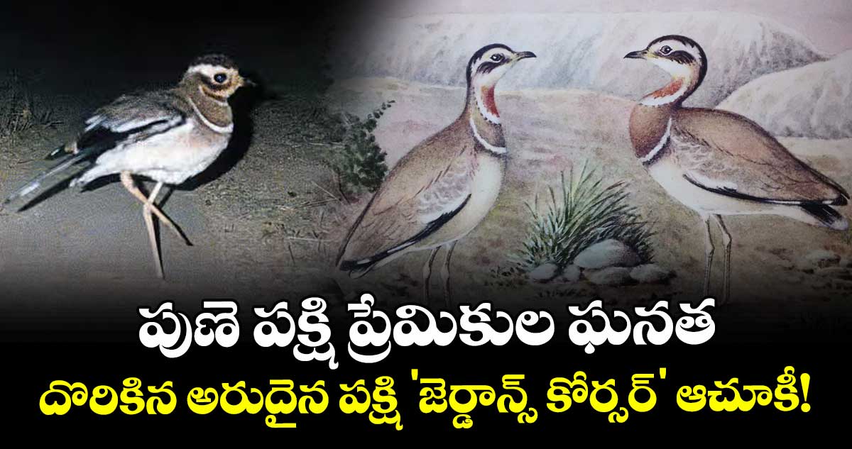 పుణె పక్షి ప్రేమికుల ఘనత: దొరికిన అరుదైన పక్షి 'జెర్డాన్స్ కోర్సర్' ఆచూకీ!