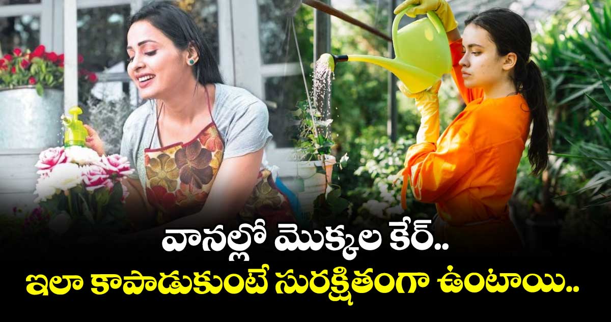  వానల్లో మొక్కల కేర్.. ఇలా కాపాడుకుంటే సురక్షితంగా ఉంటాయి.. 