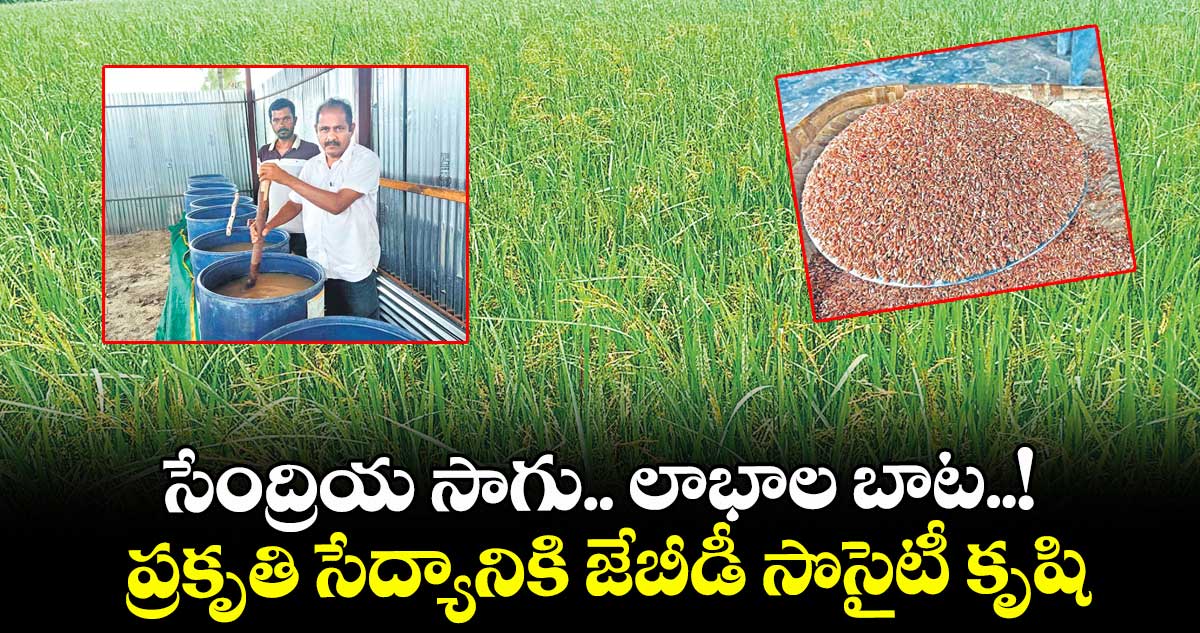 సేంద్రియ సాగు.. లాభాల బాట..! ప్రకృతి సేద్యానికి జేబీడీ సొసైటీ కృషి
