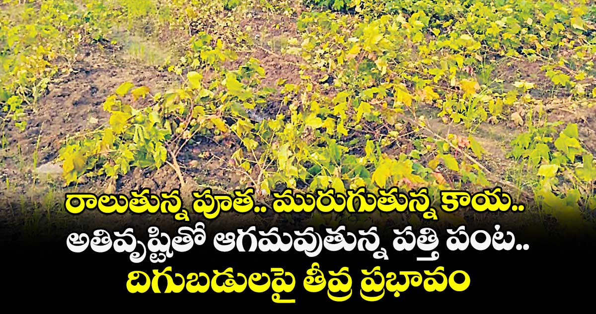 రాలుతున్న పూత.. మురుగుతున్న కాయ.. అతివృష్టితో ఆగమవుతున్న పత్తి పంట.. దిగుబడులపై తీవ్ర ప్రభావం