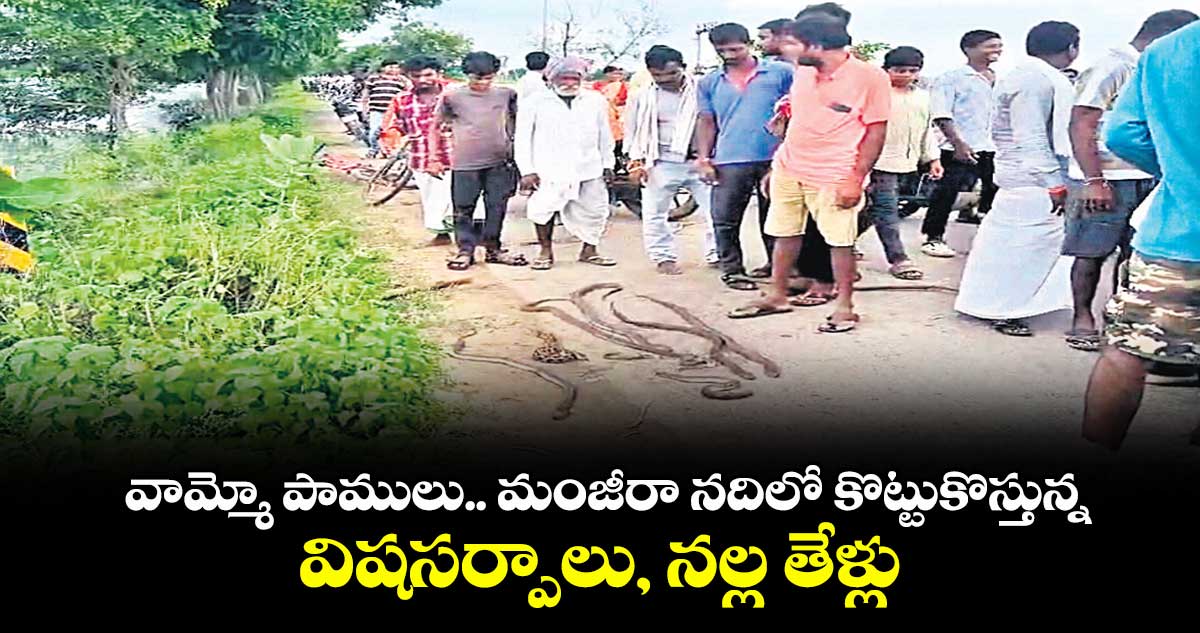వామ్మో పాములు.. మంజీరా నదిలో కొట్టుకొస్తున్న విషసర్పాలు, నల్ల తేళ్లు
