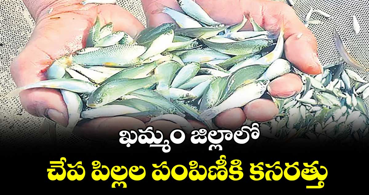 ఖమ్మం జిల్లాలో చేప పిల్లల పంపిణీకి కసరత్తు