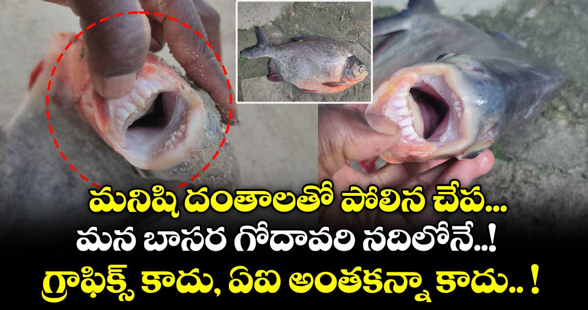 మనిషి దంతాలతో పోలిన చేప... మన బాసర గోదావరి నదిలోనే..! గ్రాఫిక్స్ కాదు, ఏఐ అంతకన్నా కాదు.. !