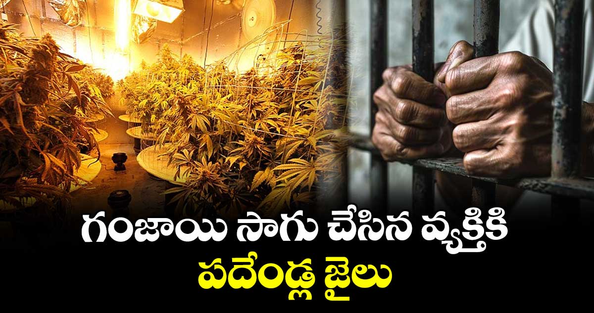 గంజాయి సాగు చేసిన వ్యక్తికి పదేండ్ల జైలు