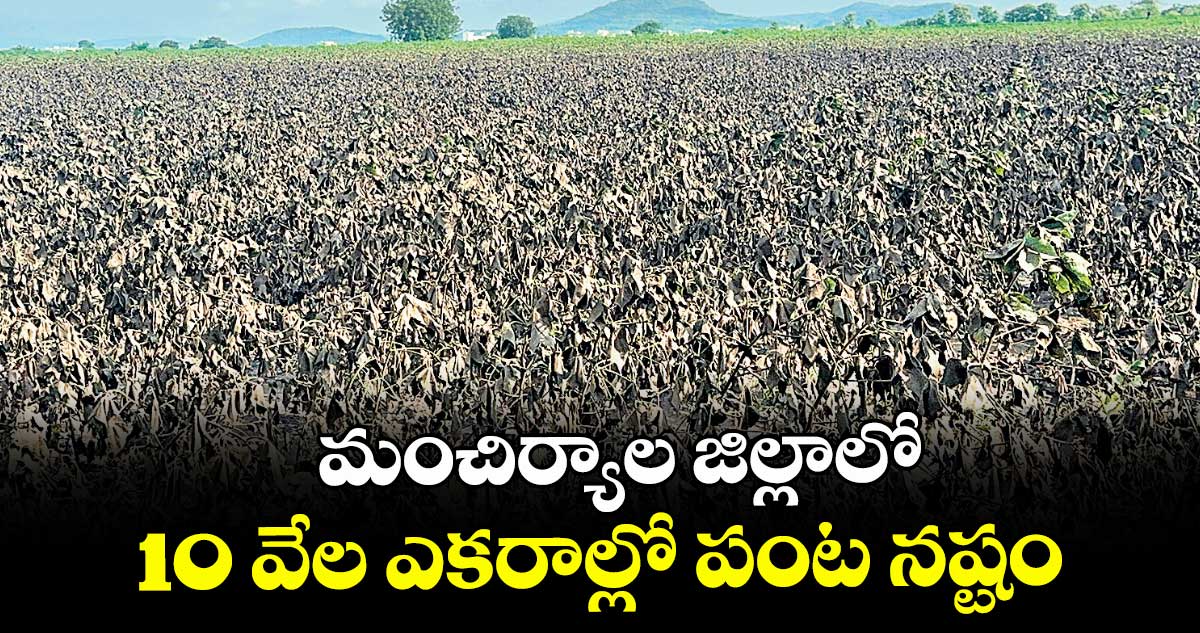 మంచిర్యాల జిల్లాలో 10 వేల ఎకరాల్లో పంట నష్టం