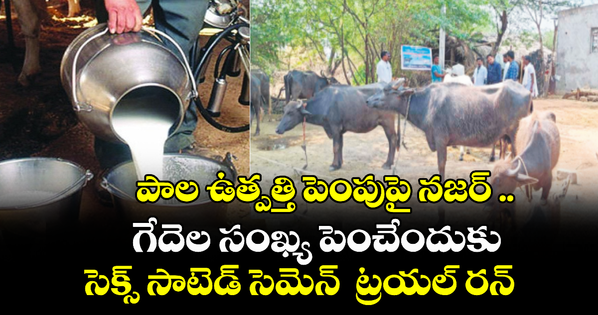 పాల ఉత్పత్తి పెంపుపై నజర్ ..గేదెల సంఖ్య పెంచేందుకు సెక్స్ సాటెడ్ సెమెన్ ట్రయల్ రన్