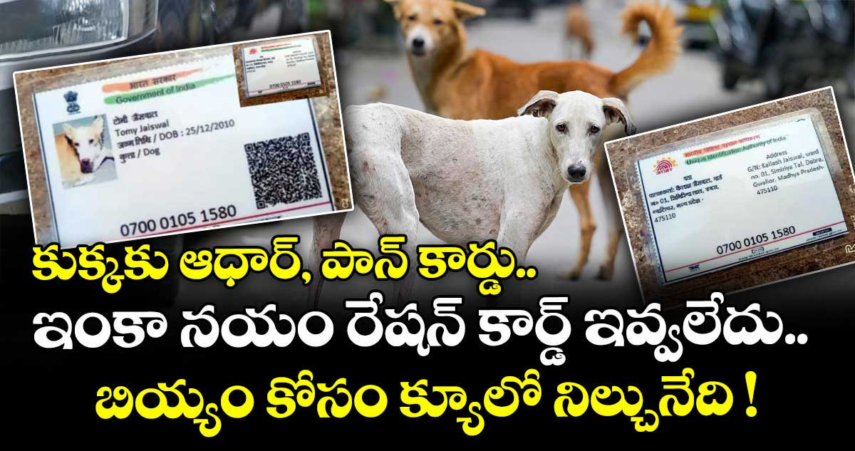 Viral: కుక్కకు ఆధార్, పాన్ కార్డు.. ఇంకా నయం రేషన్ కార్డ్ ఇవ్వలేదు.. బియ్యం కోసం క్యూలో నిల్చునేది..!