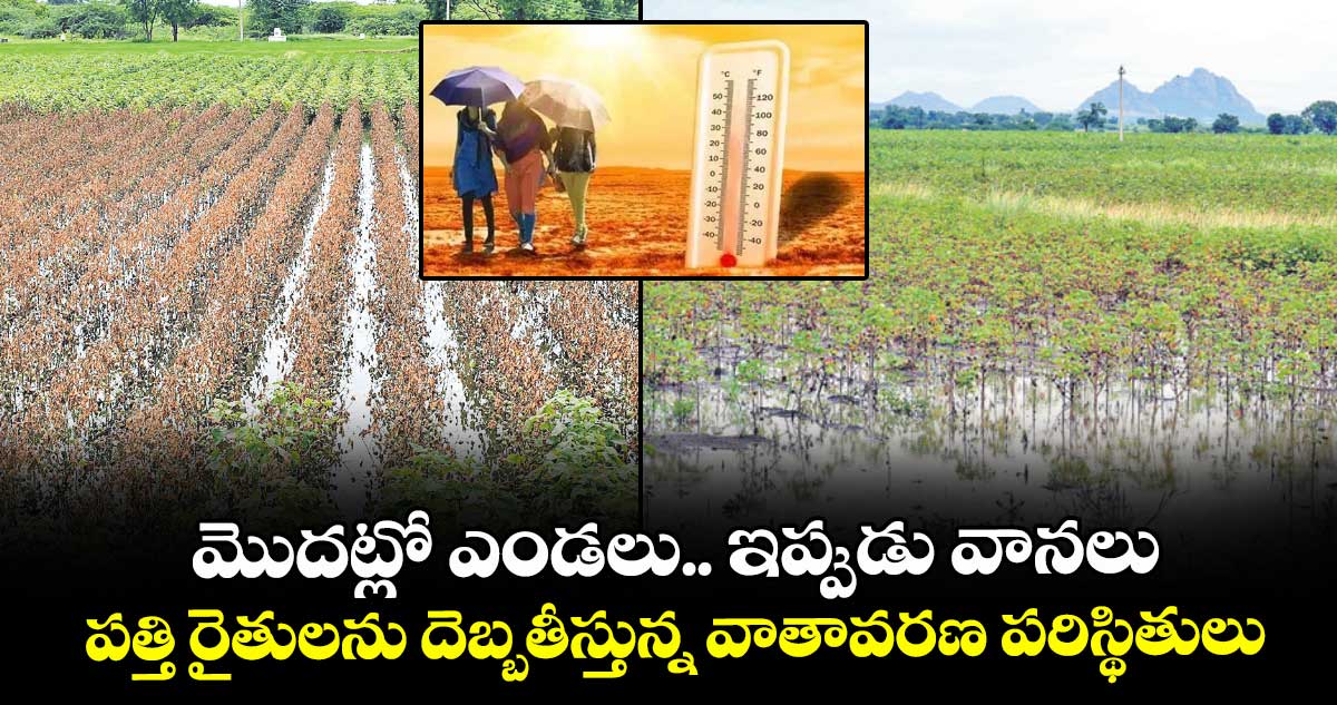 మొదట్లో ఎండలు.. ఇప్పుడు వానలు..పత్తి రైతులను దెబ్బతీస్తున్న వాతావరణ పరిస్థితులు