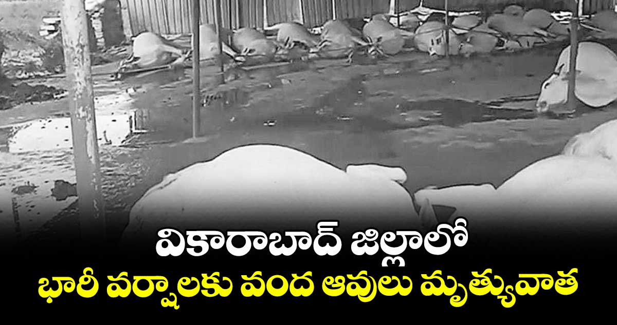 వికారాబాద్ జిల్లాలో భారీ వర్షాలకు  వంద ఆవులు మృత్యువాత