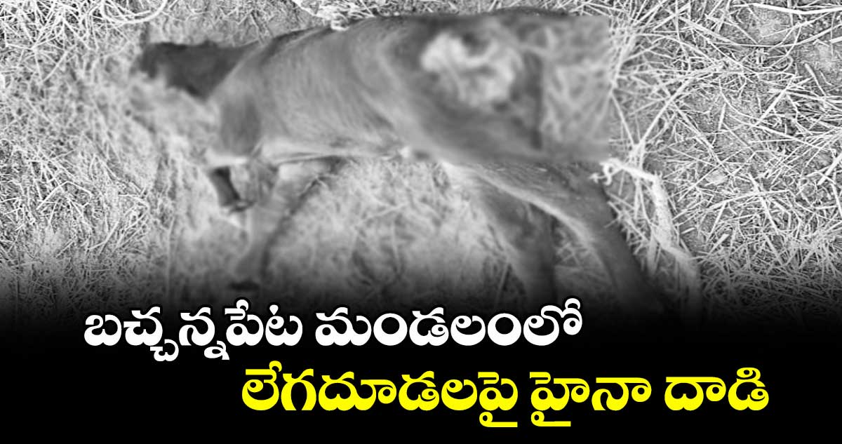 బచ్చన్నపేట మండలంలో లేగదూడలపై హైనా దాడి