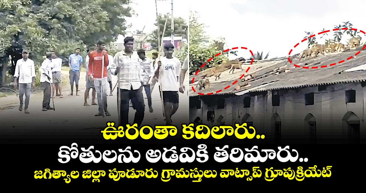 ఊరంతా కదిలారు.. కోతులను అడవికి  తరిమారు.. జగిత్యాల జిల్లా పూడూరు గ్రామస్తులు వాట్సాప్ గ్రూపుక్రియేట్