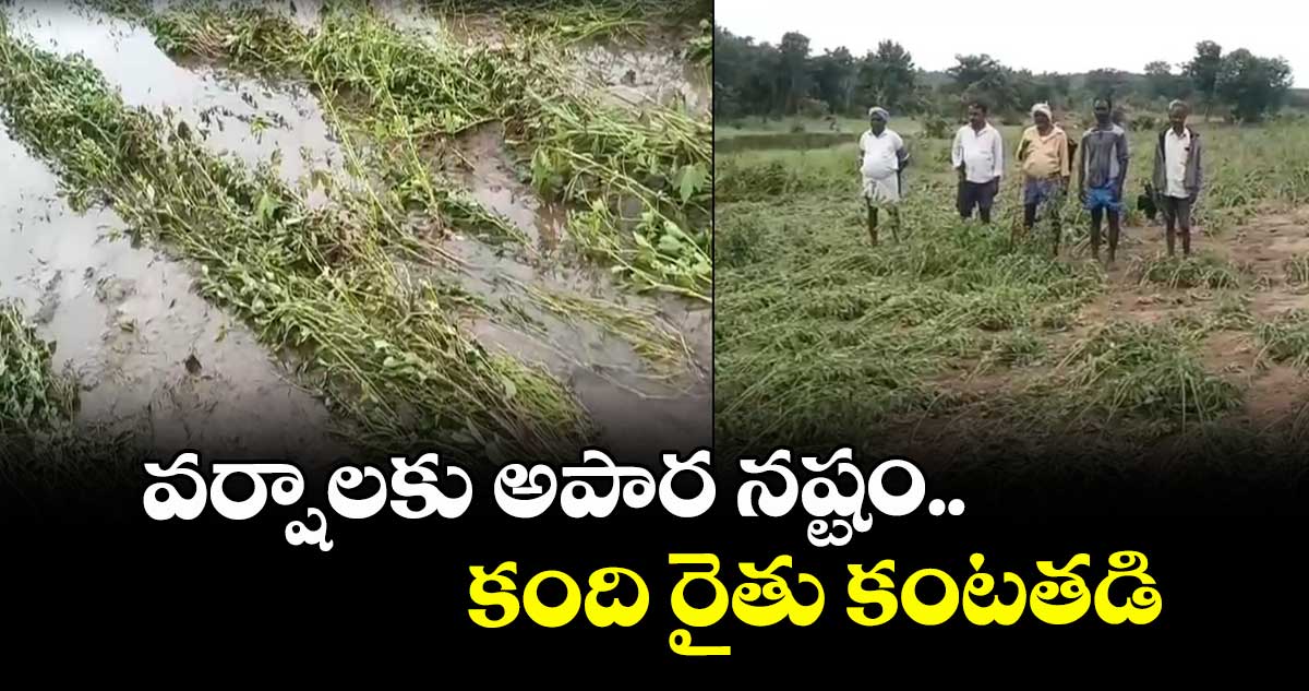  వికారాబాద్ లో కంది రైతులకు కోలుకోలేని నష్టం