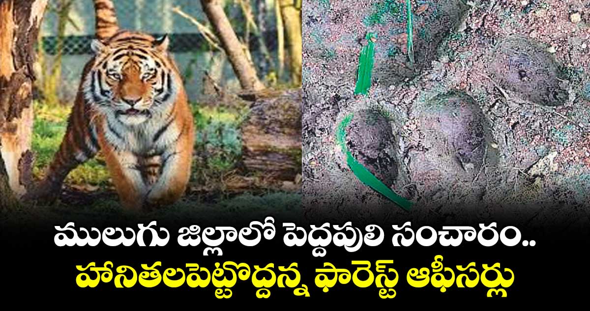 ములుగు జిల్లాలో పెద్దపులి సంచారం..హానితలపెట్టొద్దన్న ఫారెస్ట్ ఆఫీసర్లు