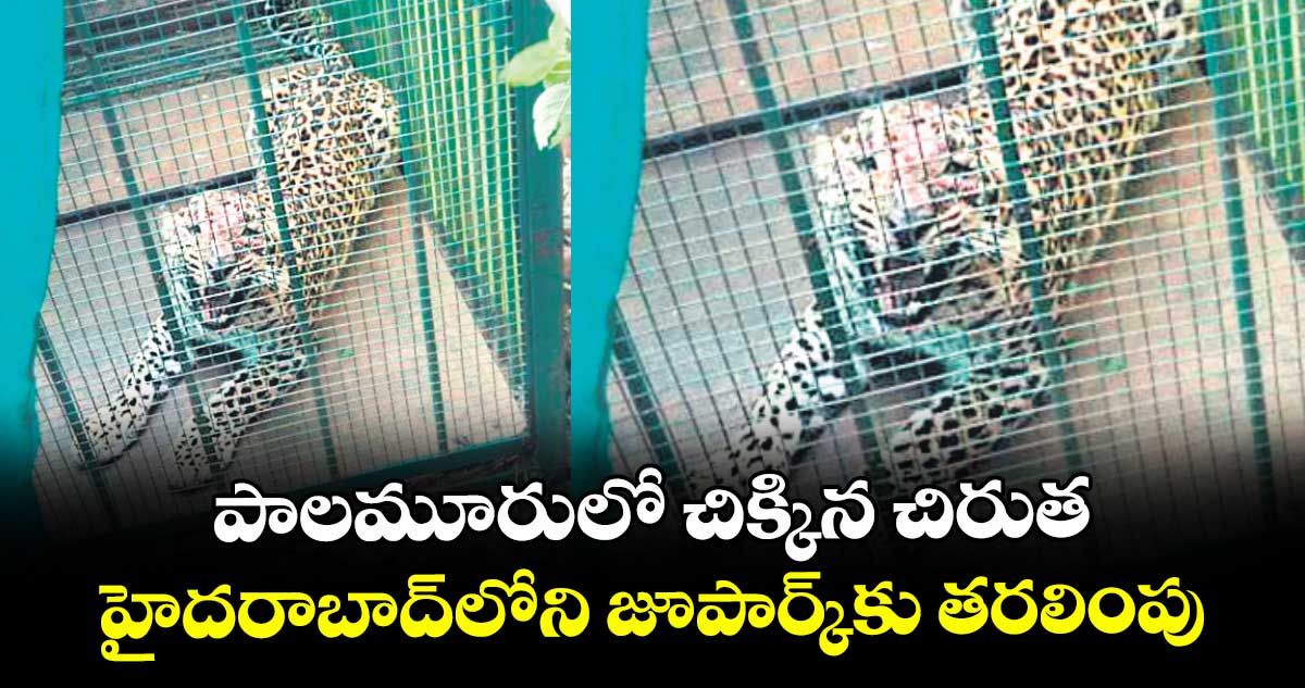 పాలమూరులో చిక్కిన చిరుత..హైదరాబాద్లోని జూపార్క్కు తరలింపు