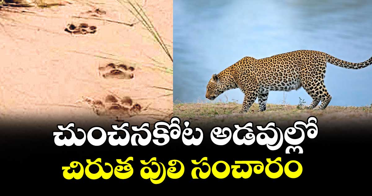 చుంచనకోట అడవుల్లో చిరుత పులి సంచారం
