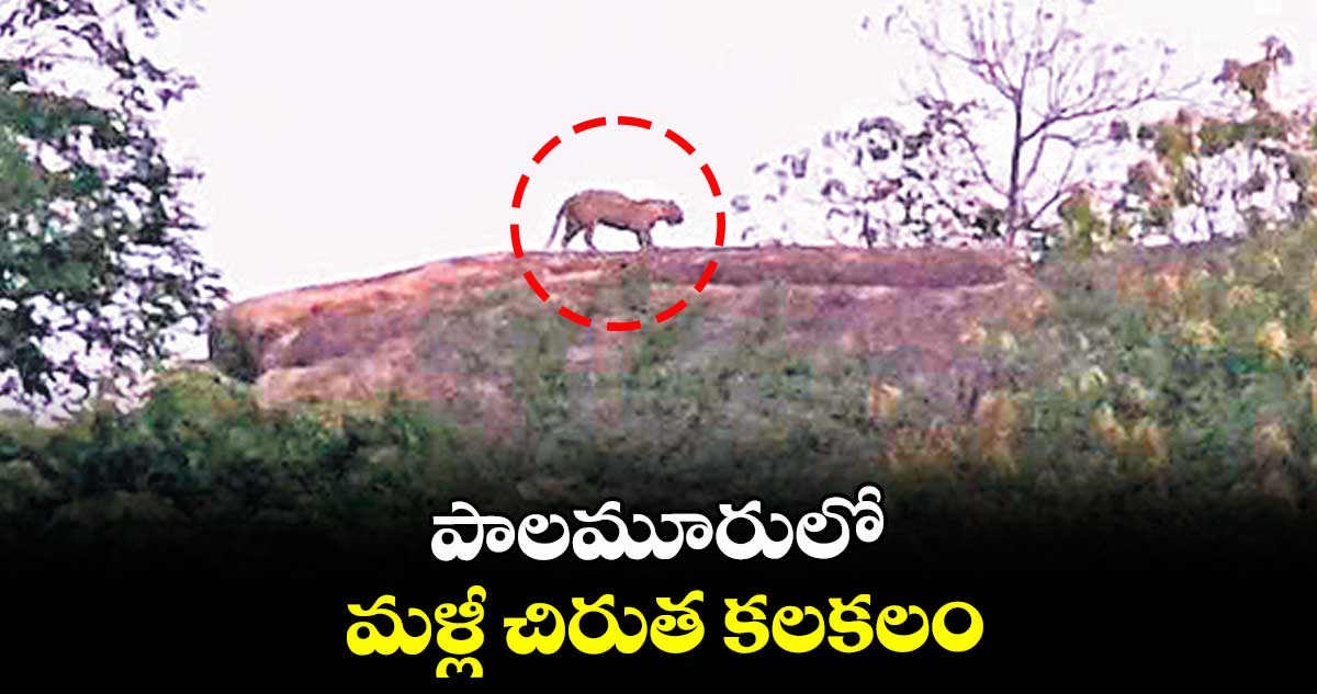 పాలమూరులో మళ్లీ చిరుత కలకలం