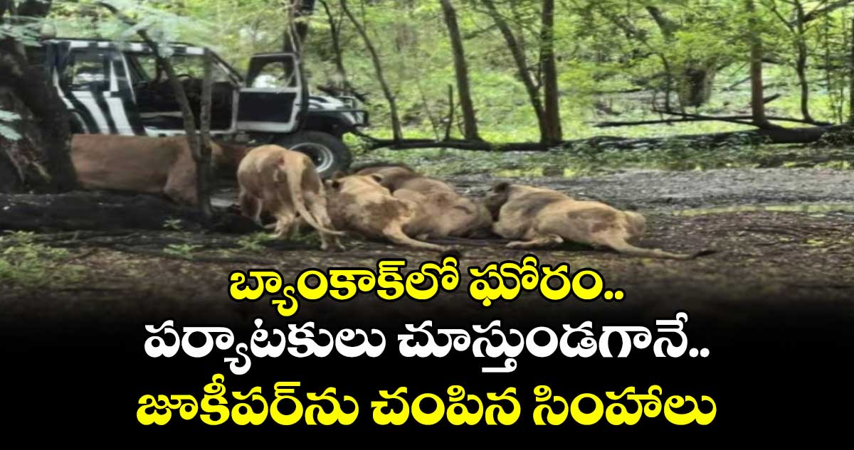 బ్యాంకాక్⁬లో ఘోరం..పర్యాటకులు చూస్తుండగానే..జూకీపర్⁬ను చంపిన సింహాలు 