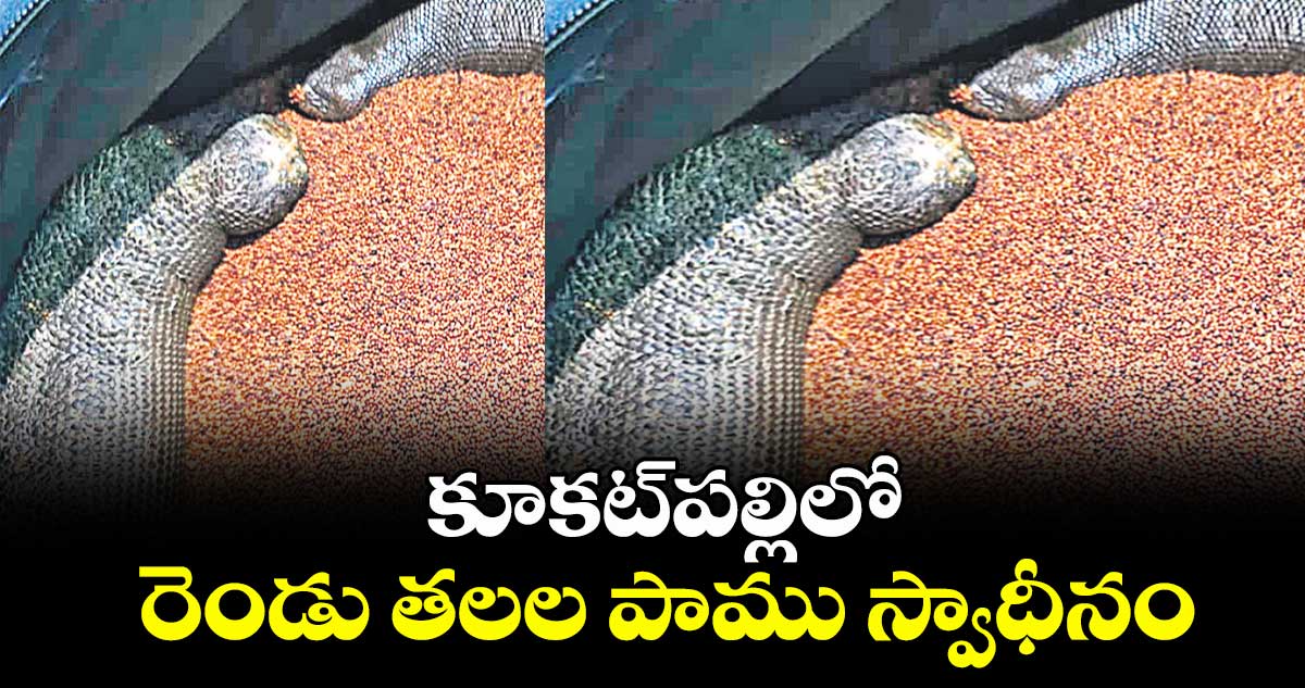 కూకట్పల్లిలో రెండు తలల పాము స్వాధీనం