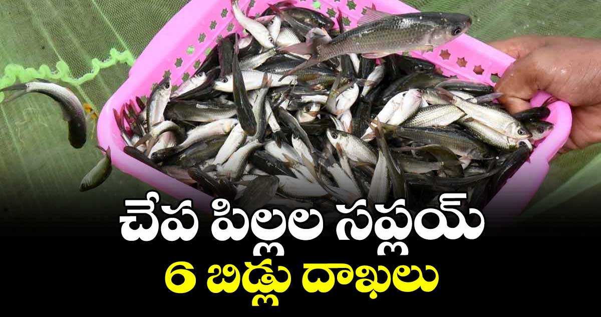 చేప పిల్లల సప్లయ్ కి 6 బిడ్లు దాఖలు