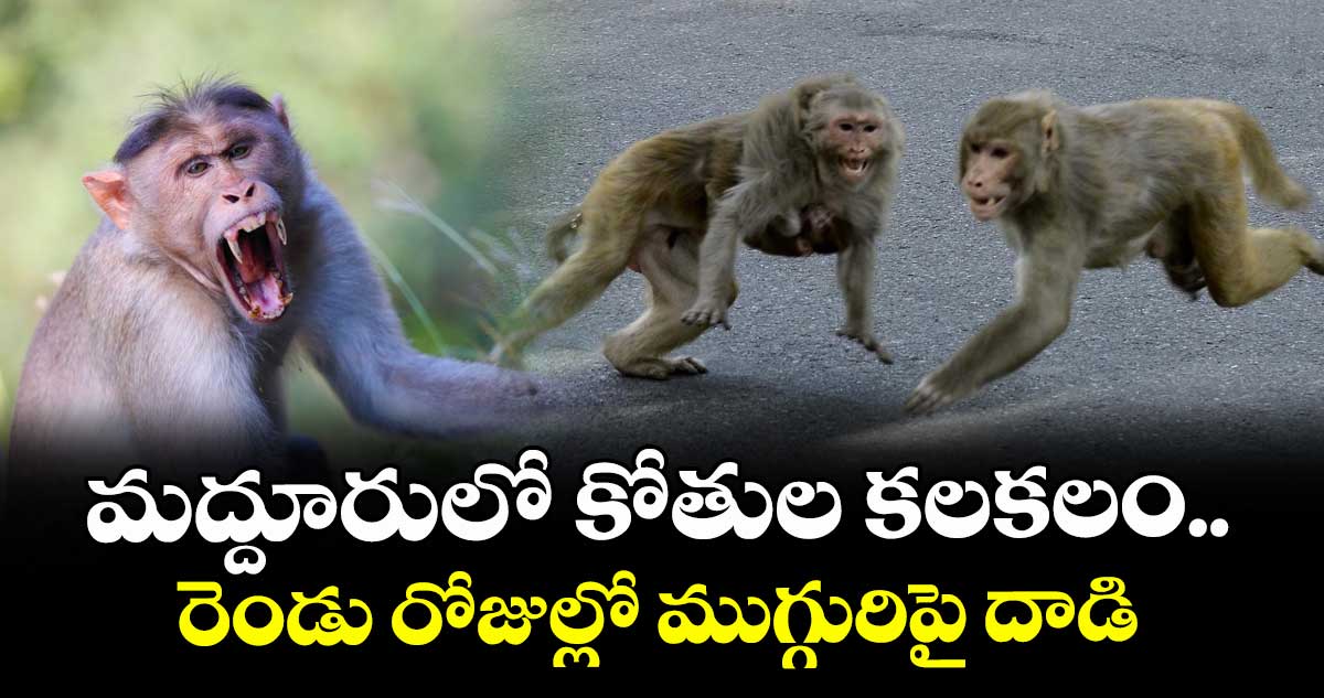 మద్దూరులో కోతుల కలకలం..రెండు రోజుల్లో ముగ్గురిపై దాడి