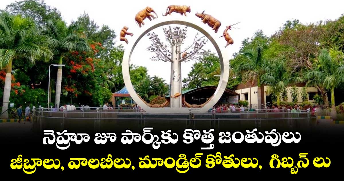 నెహ్రూ జూ పార్క్‌‌కు కొత్త జంతువులు. .. జీబ్రాలు, వాలబీలు, మాండ్రిల్ కోతులు,  గిబ్బన్ లు 